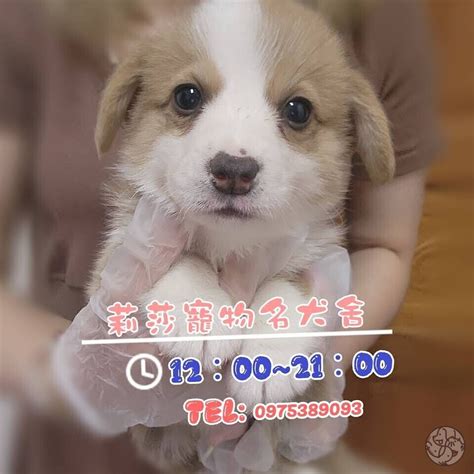 買小狗|莉莎寵物名犬舍